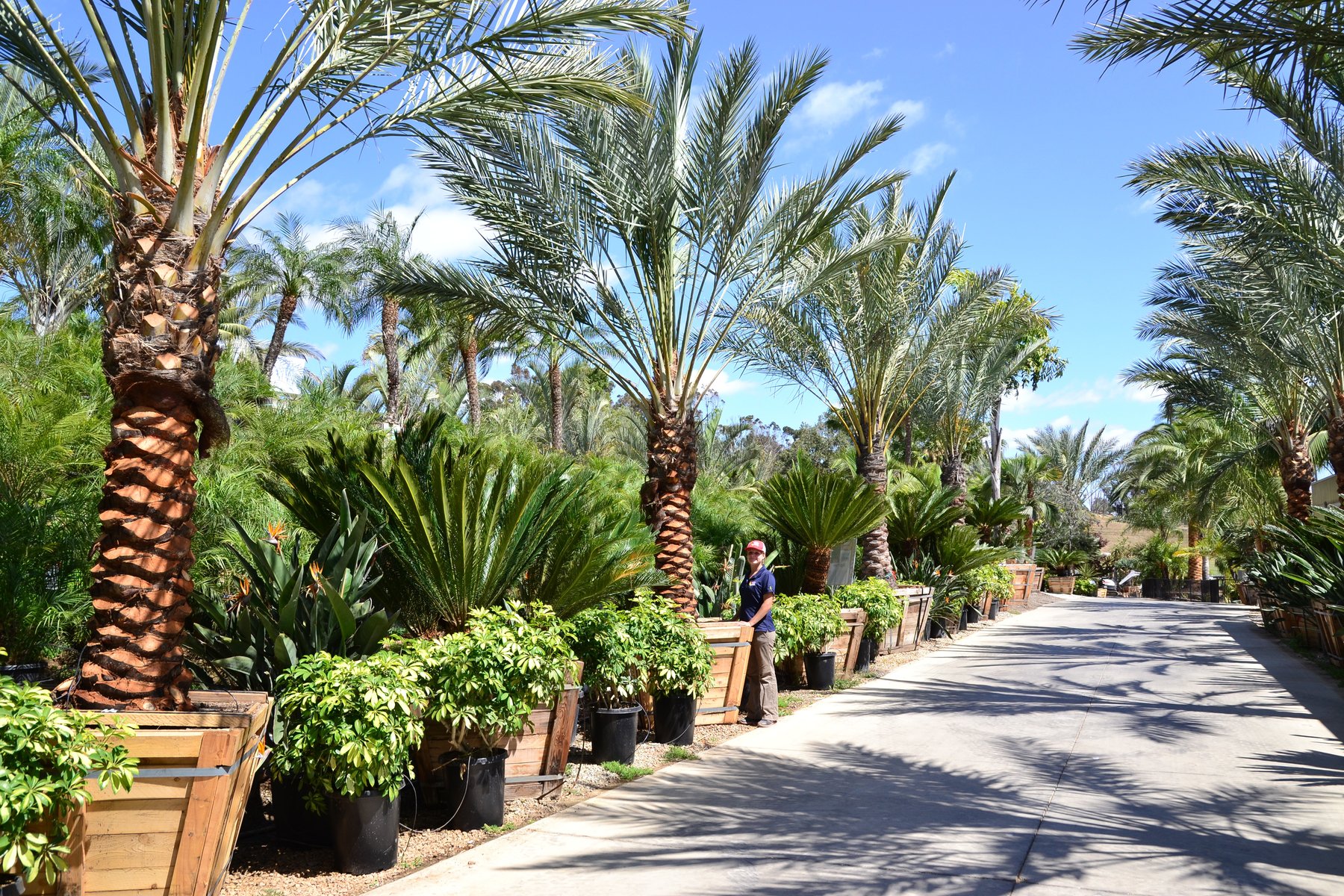 Moon Valley Nurseries, San Diego's Best Nursery